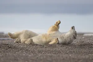 Beaufort: Etats Unis, Alaska, Refuge faunique national arctique