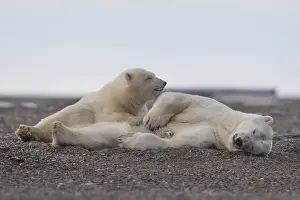 Beaufort: Etats Unis, Alaska, Refuge faunique national arctique