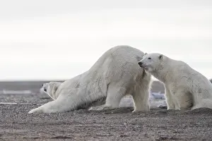 Beaufort: Etats Unis, Alaska, Refuge faunique national arctique