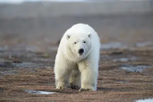 Beaufort: Etats Unis, Alaska, Refuge faunique national arctique