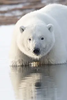 Beaufort: Etats Unis, Alaska, Refuge faunique national arctique