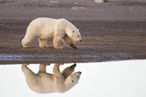 Beaufort: Etats Unis, Alaska, Refuge faunique national arctique