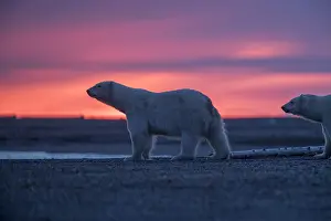 Beaufort: Etats Unis, Alaska, Refuge faunique national arctique