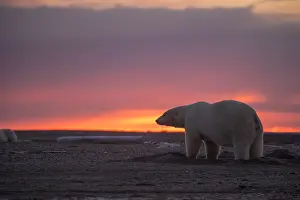 Beaufort: Etats Unis, Alaska, Refuge faunique national arctique