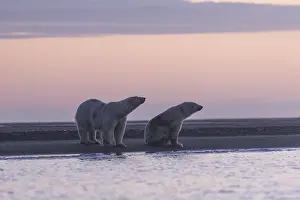 Lever: Etats Unis, Alaska, Refuge faunique national arctique