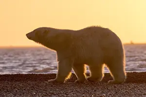 Faune: Etats Unis, Alaska, Refuge faunique national arctique