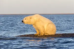 Faune: Etats Unis, Alaska, Refuge faunique national arctique