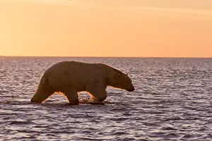 Coucher: Etats Unis, Alaska, Refuge faunique national arctique