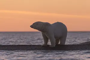 Coucher: Etats Unis, Alaska, Refuge faunique national arctique