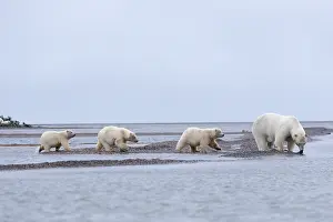 Beaufort: Etats Unis, Alaska, Refuge faunique national arctique