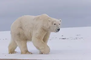 Beaufort: Etats Unis, Alaska, Refuge faunique national arctique