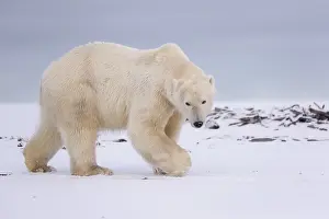 Beaufort: Etats Unis, Alaska, Refuge faunique national arctique