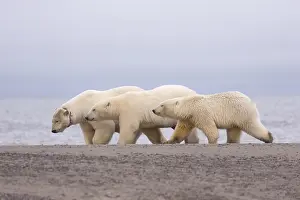 Faune: Etats Unis, Alaska, Refuge faunique national arctique
