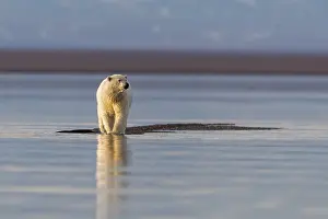 Nage: Etats Unis, Alaska, Refuge faunique national arctique