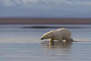 Nage: Etats Unis, Alaska, Refuge faunique national arctique