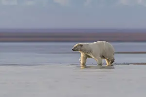 Diverses: Etats Unis, Alaska, Refuge faunique national arctique