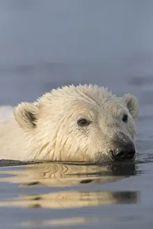 Nage: Etats Unis, Alaska, Refuge faunique national arctique