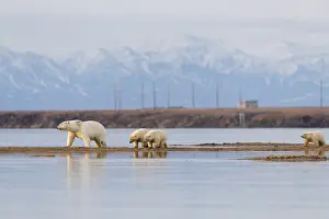 Diverses: Etats Unis, Alaska, Refuge faunique national arctique