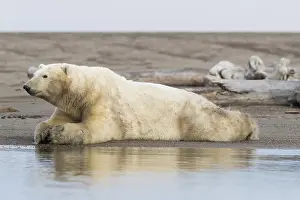 Diverses: Etats Unis, Alaska, Refuge faunique national arctique