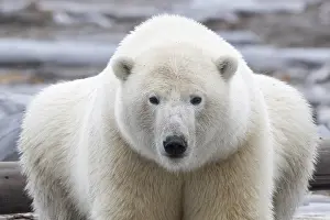 Diverses: Etats Unis, Alaska, Refuge faunique national arctique