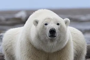 Diverses: Etats Unis, Alaska, Refuge faunique national arctique
