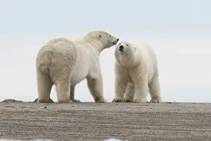 Diverses: Etats Unis, Alaska, Refuge faunique national arctique