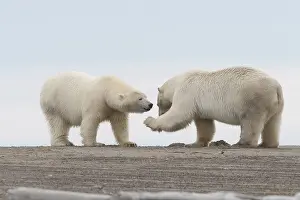 Protg: Etats Unis, Alaska, Refuge faunique national arctique