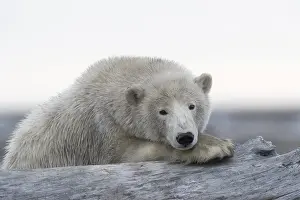 Protg: Etats Unis, Alaska, Refuge faunique national arctique