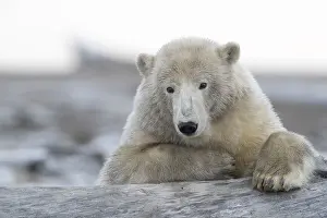 Protg: Etats Unis, Alaska, Refuge faunique national arctique