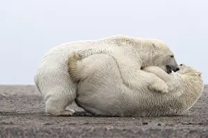 Faune: Etats Unis, Alaska, Refuge faunique national arctique