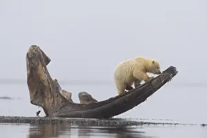 Baleines: Etats Unis, Alaska, Refuge faunique national arctique