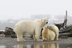 Baleines: Etats Unis, Alaska, Refuge faunique national arctique