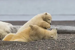 Faune: Etats Unis, Alaska, Refuge faunique national arctique