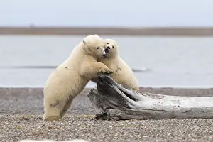 Faune: Etats Unis, Alaska, Refuge faunique national arctique