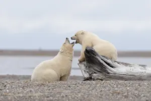 Dress: Etats Unis, Alaska, Refuge faunique national arctique