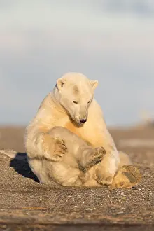 Faune: Etats Unis, Alaska, Refuge faunique national arctique