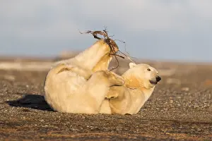 Faune: Etats Unis, Alaska, Refuge faunique national arctique