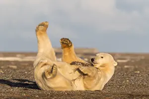Faune: Etats Unis, Alaska, Refuge faunique national arctique