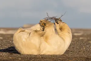 Faune: Etats Unis, Alaska, Refuge faunique national arctique