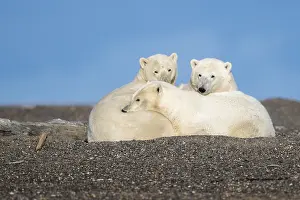 Faune: Etats Unis, Alaska, Refuge faunique national arctique