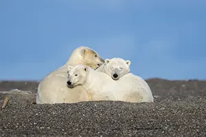 Faune: Etats Unis, Alaska, Refuge faunique national arctique