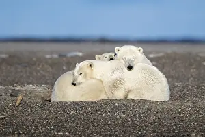 Faune: Etats Unis, Alaska, Refuge faunique national arctique