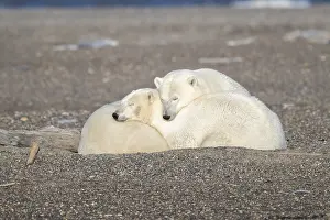 Faune: Etats Unis, Alaska, Refuge faunique national arctique
