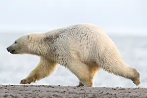 Faune: Etats Unis, Alaska, Refuge faunique national arctique