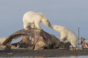 Baleines: Etats Unis, Alaska, Refuge faunique national arctique