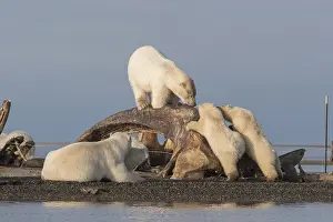 Baleines: Etats Unis, Alaska, Refuge faunique national arctique