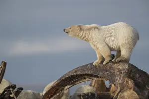 Baleines: Etats Unis, Alaska, Refuge faunique national arctique