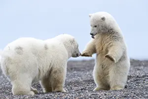 Beaufort: Etats Unis, Alaska, Refuge faunique national arctique