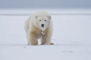 Beaufort: Etats Unis, Alaska, Refuge faunique national arctique
