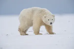 Beaufort: Etats Unis, Alaska, Refuge faunique national arctique